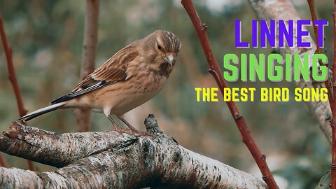 Linnet Birds - Bird Song and Sounds - BirdSongUniverse