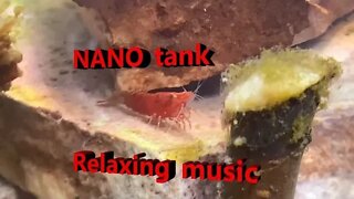 Nano aquarium, cherry shrimp, snails, and a guppy with relaxing music