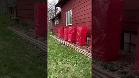 Tomato plants with their supports and protective bagging.￼