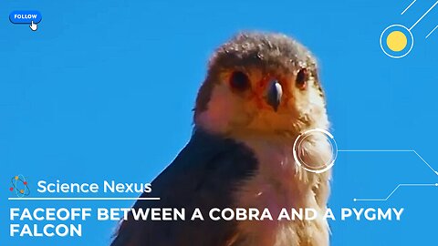A face-off between a cobra and a pygmy falcon