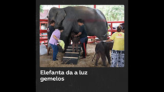 Una elefanta tailandesa tiene gemelos en el Palacio de los Elefantes de Ayutthaya