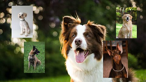 Top 5 Smartest Dog Breeds