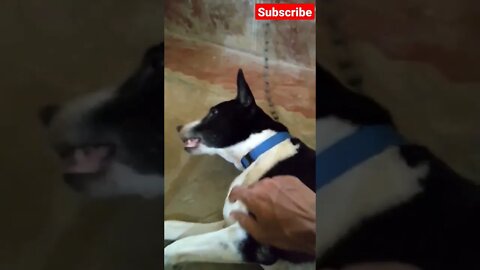 How much for the lazy dog?🍪 dog howling funny video #shorts #cute #stealing #animal #dogs #cats