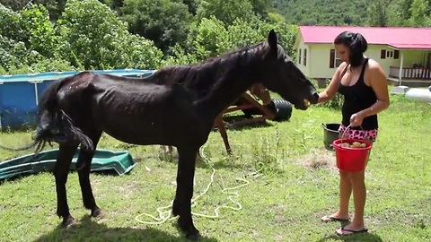 A neglected horse faces starvation. What this couple does next is incredible.