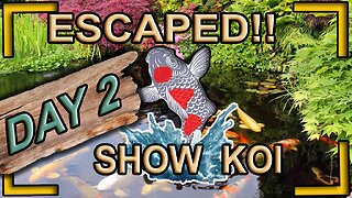 trying catching escaped show koi day 2