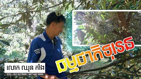 ដើមទុរេនអាយុ៦ឆ្នាំចេញផ្កាដោយធម្មជាតិ (January 07, 2021) Khmer Agriculture / Chhun kang Durian