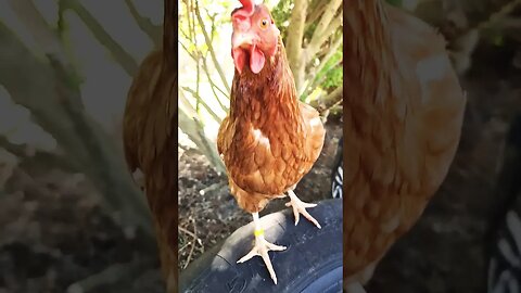 Serenity #farmlife #kelpie #chickens #cats #shorts