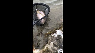 Fishing A Cold Day On The Bow River