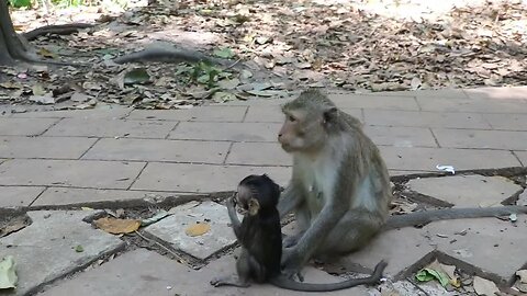 family monkey drink water playing around #monkey #baby #cute #babymonkey