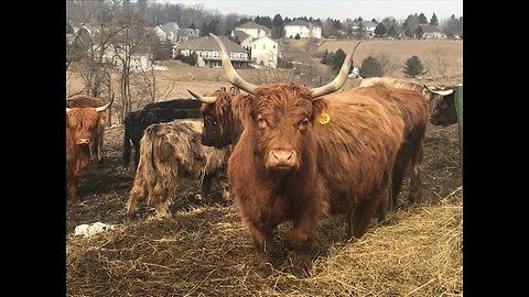 Scottish Highland Cattle Flock To Accordion Music