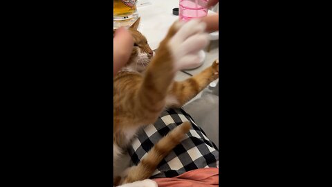 Annoying Cat 🤦🏻‍♀️, Cute Cat | Funny Cat Videos | Funny Animal