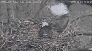 Hays Eagles Dad Squirrel chasing day 3.4.21 16:56