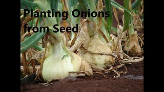 Planting Onion From Seed