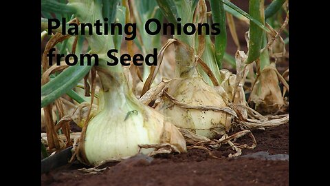 Planting Onion From Seed
