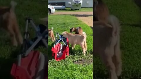 Baby goats on an impossible mission #shorts