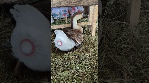 Goose lays an egg ♥️ #farm