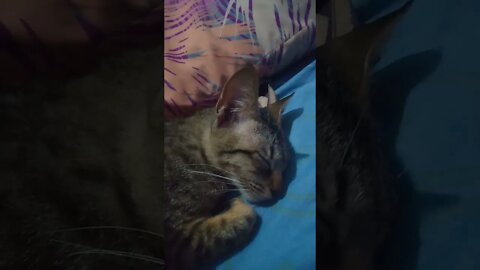 kucing lagi tidur nyenyak