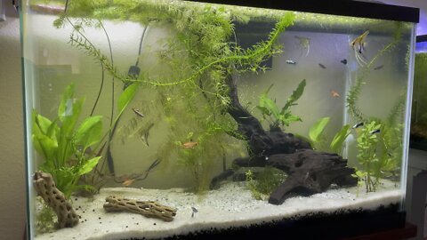 29G fish tank with Angelfish, Tetra, Guppy, and Minnow