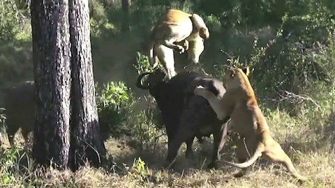 Lion Attack: Buffalo Wrestles With Lioness