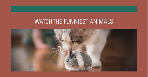 Funny animals 😄hub,funny animals club youtube, 🤣, funny animals dancing 💃😄, funny animals fighting 😄