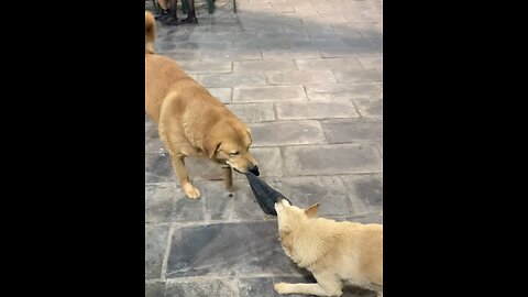 Dogs fight 🙀🙀