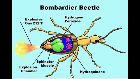 Bombardier Battle . A strange tiny creature