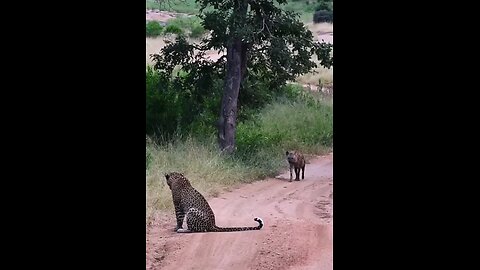 Hyena Makes Big Loop Around Leopard