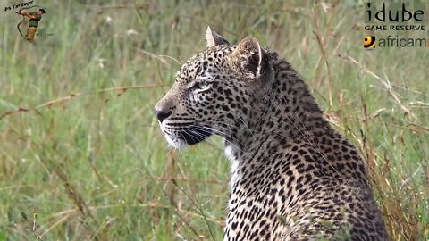 Scotia Female Leopard - Year 2, Independence - 10: Exploring New Ground