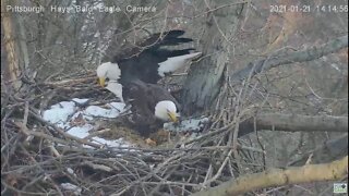 Hays Eagles Mom watches Dad bring in stick make up your mind 2021 01 21 212pm