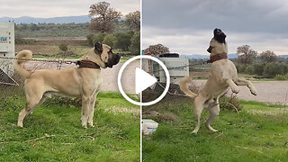 Giant Anatolian Shepherd Dog