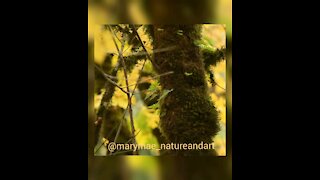 Marymae_natureandart Fall