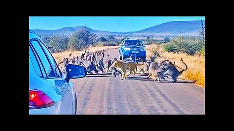 Leopard Attacked by 50 Baboons in the Middle of the Road