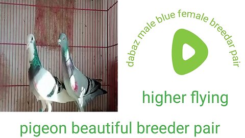 Dabaz male blue female pigeonbeautiful breeder pair