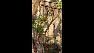 Saffron Finch or Canary