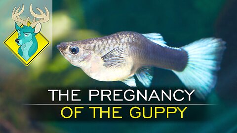The Pregnancy of the Guppy [17/Feb/18]