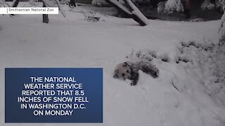 Check This Out: Several animals at National Zoo play around in the snow