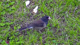 IECV NV #475 - 👀 Junco And A Song Sparrow🐤10-9-2017