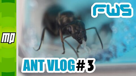 FWS - Ant Colony Vlog #3