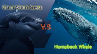 Great White Shark vs Humpback Whale Breakdown