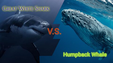 Great White Shark vs Humpback Whale Breakdown