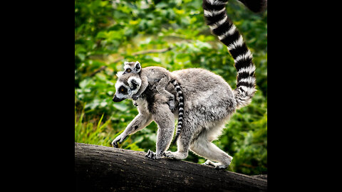 Ring Tailed Lemurs Walking On The Road With Tail Up