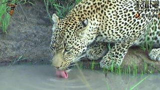 Young Male Leopard Drinks and Stalks Leopard Picture!