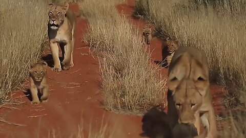 Lioness mom adorably plays with her cub
