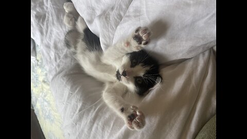 Tabby Kitten & British shorthair