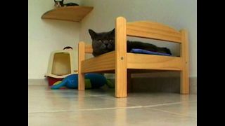 Cat Hotel