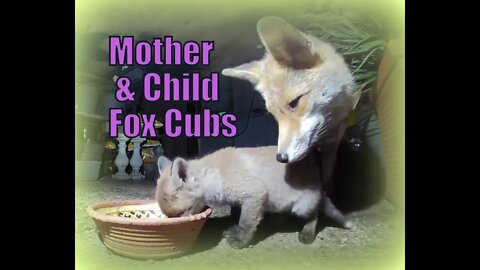 🦊Friendly urban fox vixen and her beautiful UBER cute baby cubs showing their LOVE