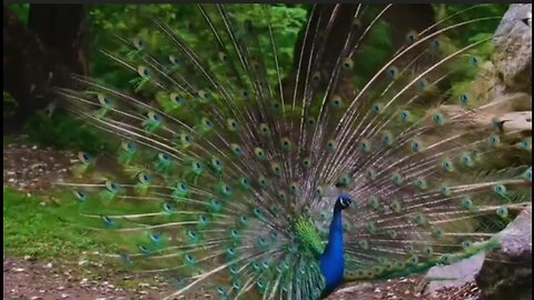 Beautiful peacock rumble video 2023