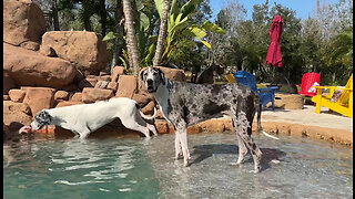 Clever Great Dane Follows Treats To Learn To Walk On Pool Shelf