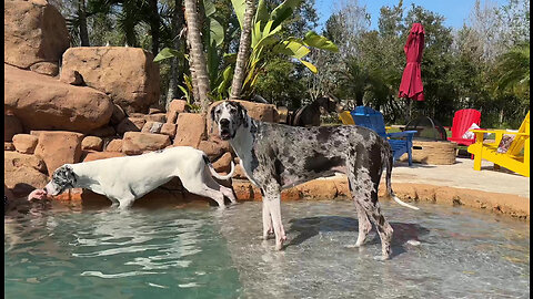 Clever Great Dane Follows Treats To Learn To Walk On Pool Shelf