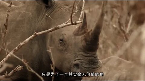 20.Save the baby rhino